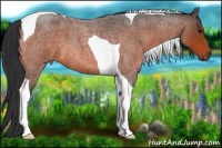 Horse Color:Bay Roan Tobiano 