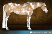 Horse Color:White Spotted Chocolate Palomino Dun Splash Rabicano 