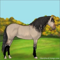 Horse Color:Brown Dun 
