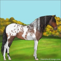 Horse Color:Bay Roan Tobiano Appaloosa 