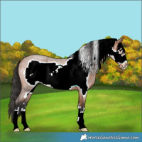 Horse Color:Bay Roan Frame 