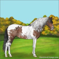 Horse Color:Bay Roan Tobiano 