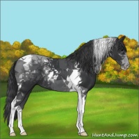 Horse Color:Black Tobiano