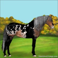 Horse Color:Bay Tobiano Appaloosa 
