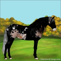 Horse Color:Bay Splash Tobiano