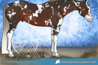 Horse Color:White Spotted Liver Chestnut Splash 