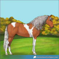 Horse Color:Silver Bay Tobiano
