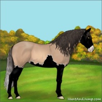 Horse Color:Amber Champagne Splash 
