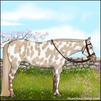 Horse Color:Red Dun Near Leopard Brindle 