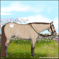 Horse Color:Bay Dun Blanket Brindle 