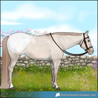 Horse Color:Red Dun Snowcap Brindle 