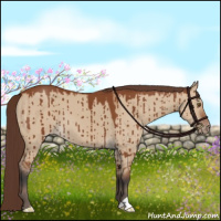 Horse Color:Bay Dun Appaloosa Brindle 