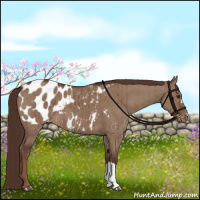 Horse Color:Liver Red Dun Appaloosa Brindle