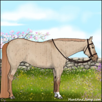 Horse Color:Red Dun Brindle 