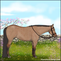 Horse Color:Brown Dun Brindle 