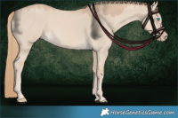 Horse Color:Smoky Creme Dun 