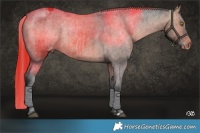 Horse Color:Platinum Brown Dun Appaloosa Brindle 
