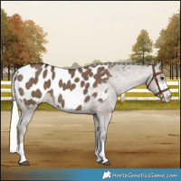 Horse Color:Liver Red Dun Mushroom Appaloosa Brindle