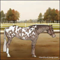 Horse Color:Liver Red Dun Mushroom Appaloosa Brindle 