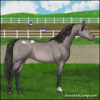 Horse Color:Platinum Brown Dun Appaloosa Brindle 