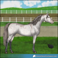 Horse Color:Platinum Bay Dun Appaloosa Brindle 