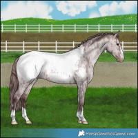 Horse Color:Platinum Chocolate Brown Dun Appaloosa Brindle 
