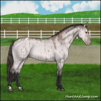 Horse Color:Platinum Bay Dun Appaloosa Brindle 