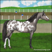 Horse Color:Platinum Bay Dun Near Leopard Brindle 
