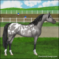 Horse Color:Platinum Brown Dun Appaloosa Brindle 