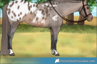 Horse Color:Brown Dun Blanket Brindle 