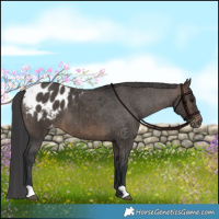 Horse Color:Brown Dun Blanket Brindle 