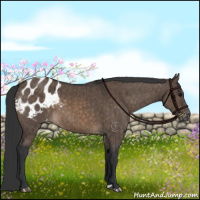 Horse Color:Brown Dun Appaloosa Brindle 