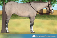 Horse Color:Brown Dun Varnish Brindle 