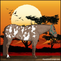 Horse Color:Liver Red Dun Appaloosa Brindle 