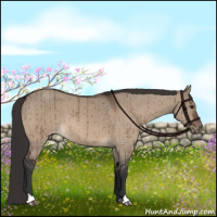 Horse Color:Brown Dun Appaloosa Brindle 