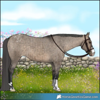 Horse Color:Brown Dun Appaloosa Brindle 