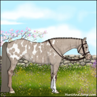 Horse Color:Liver Red Dun Mushroom Appaloosa Brindle 