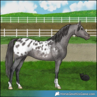 Horse Color:Platinum Brown Dun Appaloosa Brindle 