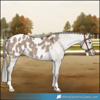 Horse Color:Liver Red Dun Mushroom Appaloosa Brindle