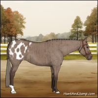 Horse Color:Liver Red Dun Mushroom Appaloosa Brindle 