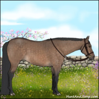 Horse Color:Brown Dun Brindle 
