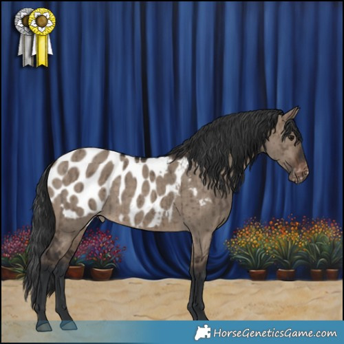 Horse Color:Brown Dun Appaloosa Brindle 