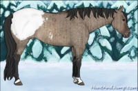 Horse Color:Brown Dun Appaloosa Brindle 
