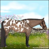 Horse Color:Bay Dun Appaloosa Brindle 