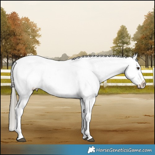 Horse Color:Liver Red Dun Mushroom Appaloosa Brindle 