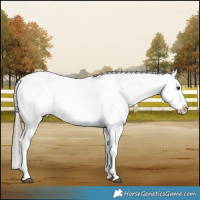 Horse Color:Liver Red Dun Mushroom Appaloosa Brindle