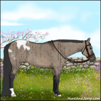 Horse Color:Brown Dun Appaloosa Brindle 