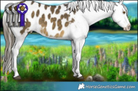 Horse Color:Buckskin Dun Blanket Brindle 