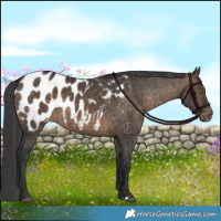 Horse Color:Brown Dun Appaloosa Brindle 