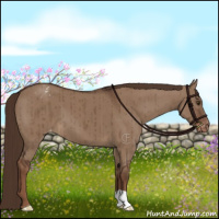 Horse Color:Liver Red Dun Appaloosa Brindle 